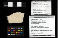 Foto (Objekt + Etiketten) von Mesoparapylocheles sp. 